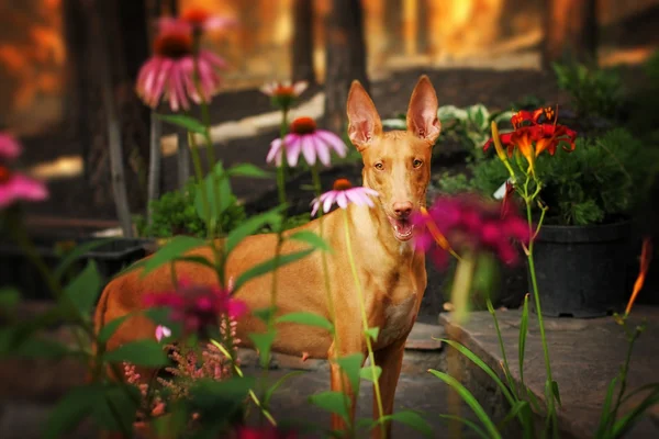 Bello cane razza Faraone segugio — Foto Stock
