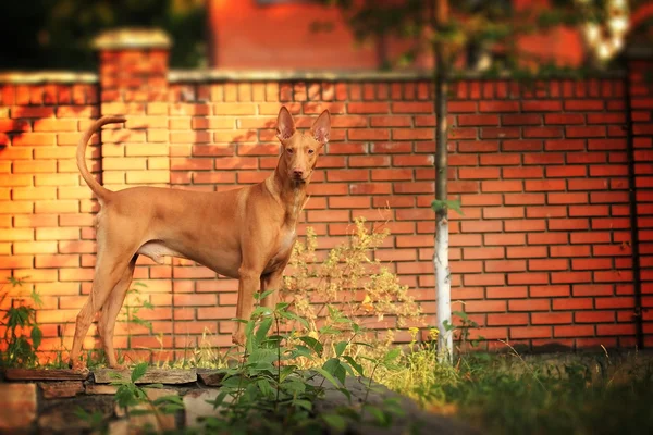 Le chien pharaon est dans le jardin. Photo De Stock