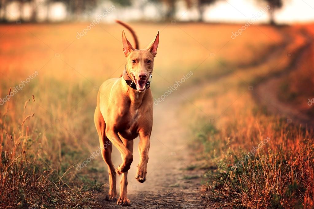 Ibizan Hound Dog Stand On A Road In Field Stock Photo, Picture and