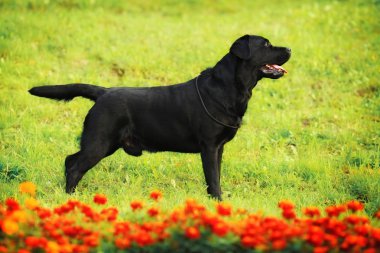 Labrador Retriever ayakta gösteri pozisyonda