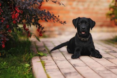 Yalan güzel siyah Labrador köpek yavrusu