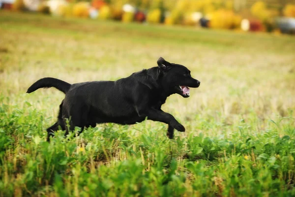 Labrador Retriever divertido correndo — Fotografia de Stock