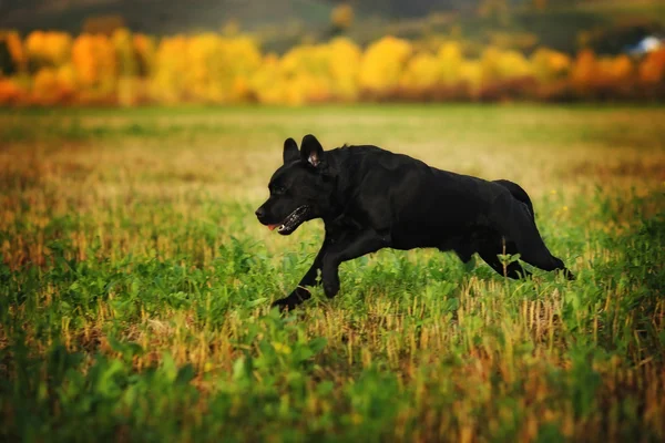 Race de chien noir Labrador courir — Photo