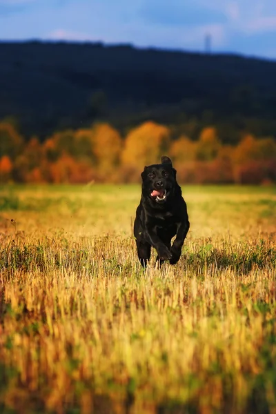 검은 개 사육 래브라도 빠른 실행 — 스톡 사진