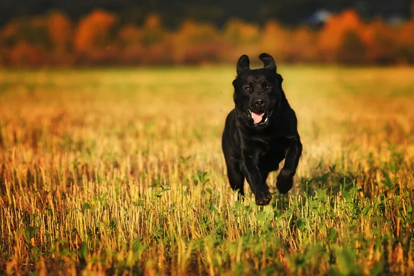 Kaçarken bir alanda hızlı Labrador
