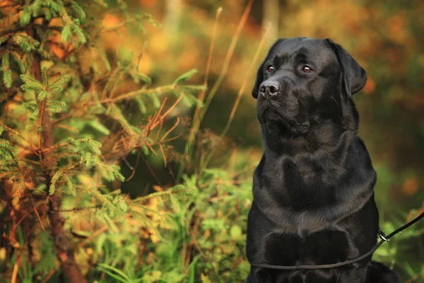 Чорний гарна собака породи Лабрадор ретрівер — стокове фото
