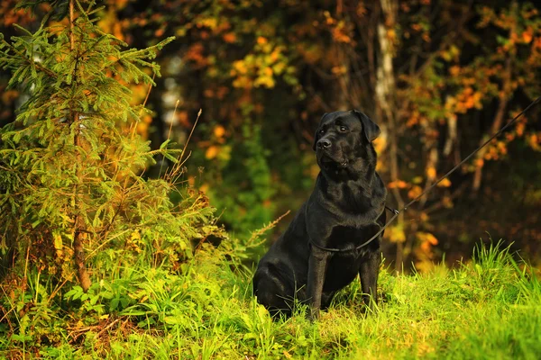 Svart vacker hund rasen Labrador Retriever — Stockfoto