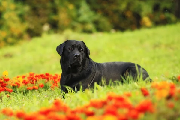 Renrasig svart hund Labrador Retriever — Stockfoto