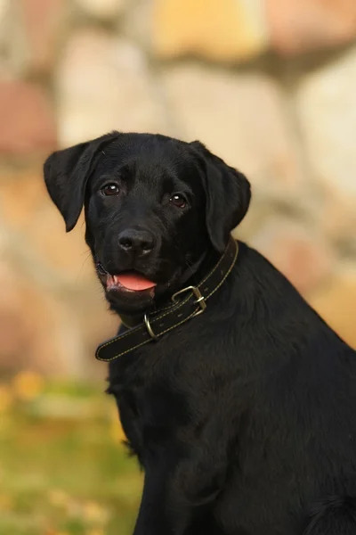 Fekete kutya Labrador Vizsla Vértes — Stock Fotó