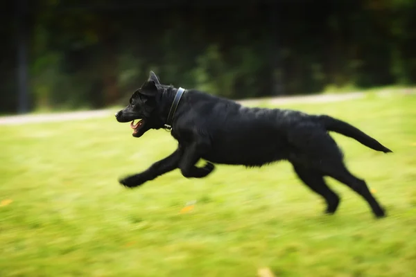 Cachorro negro Labrador Retriever en collar corriendo — Foto de Stock