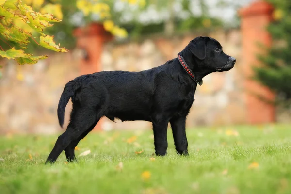 Svart Labrador hundvalp är i Visa läge — Stockfoto