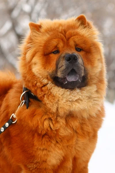 Chow-chow på vintern — Stockfoto