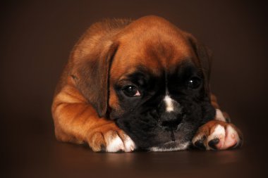 üzgün köpek yavrusu boxer kafasını pençeleri üzerinde koydu.