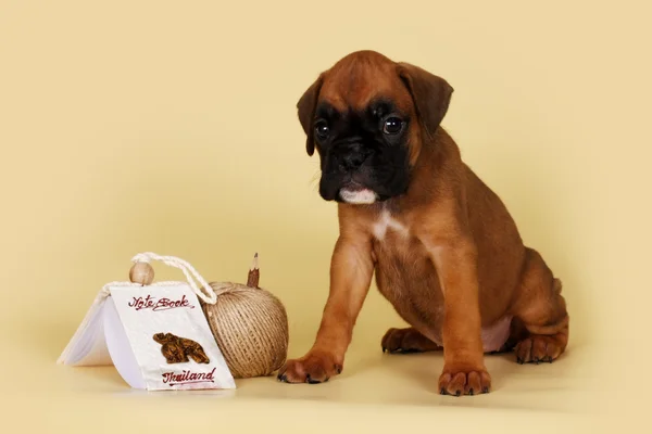 Bej renkli bir arka plan üzerinde kırmızı köpek doğurmak boksör oturur — Stok fotoğraf