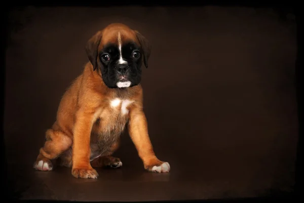 Cute red puppy boxer sitting — Stock Photo, Image