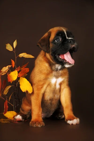 しかし、茶色背景おかしい子犬ボクサー — ストック写真