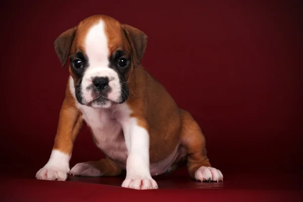 Lindo cachorro de pura raza boxeador con una cara blanca y patas — Foto de Stock