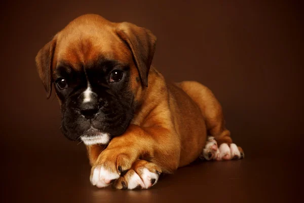 Redhead cute sad puppy boxer lies paws crossed — Stock Photo, Image