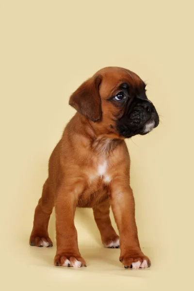 Purebred red boxer puppy standing in the show position — Stock Photo, Image