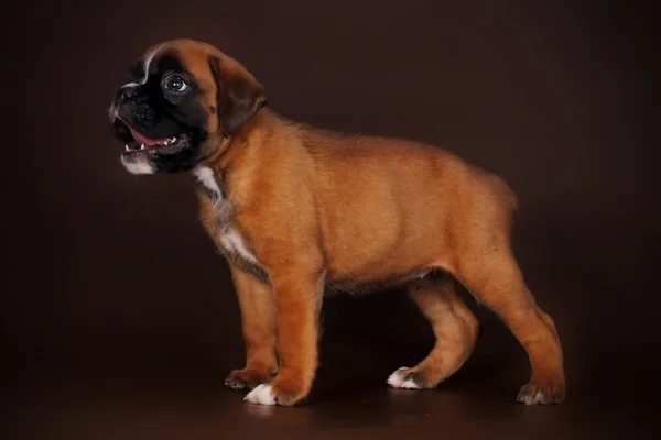Engraçado vermelho puppy boxer fêmea está em pleno crescimento — Fotografia de Stock