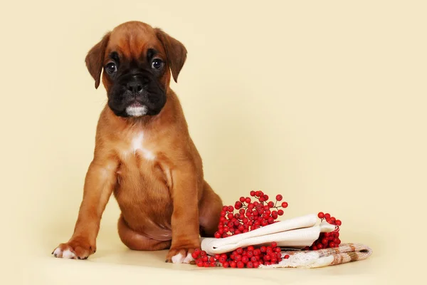 Hermoso boxeador rojo cachorro sentado junto a las bayas de otoño y sta — Foto de Stock