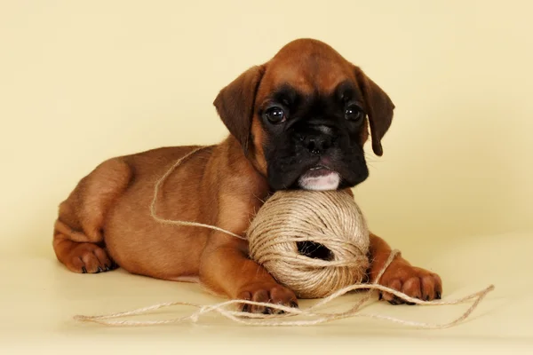 Güzel kırmızı köpek yavrusu boxer kafasını bir iplik yumağı koydu. — Stok fotoğraf