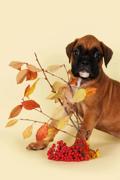 Korkmuş köpek yavrusu boksör yaprakları ile ince bir dal arkasına saklanmış — Stok fotoğraf