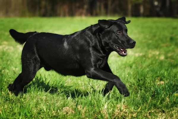 Веселый черный лабрадор быстро бегает по зеленой траве — стоковое фото