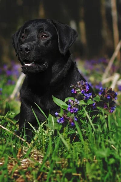 Чорний лабрадор собака лежить на Луговий квітка — стокове фото