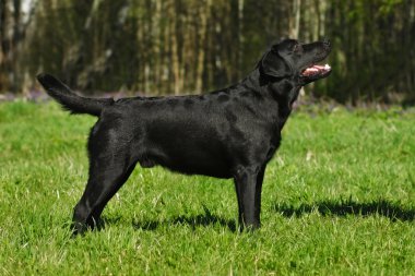 Siyah köpek doğurmak Labrador
