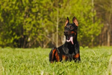 Güzel köpek Doberman çim üzerinde yalan