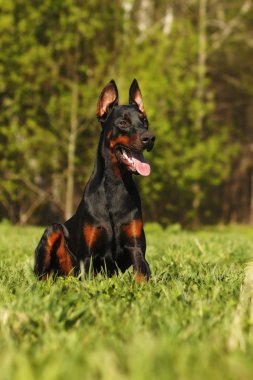 Güzel köpek Doberman çalışmaya hazır