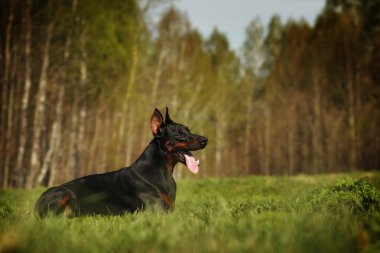 Güzel yaz aylarında yalan Doberman köpek