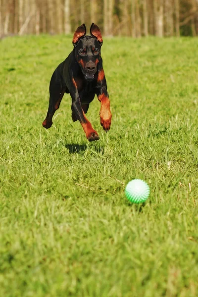 Doberman köpek ile bir top oynarken — Stok fotoğraf