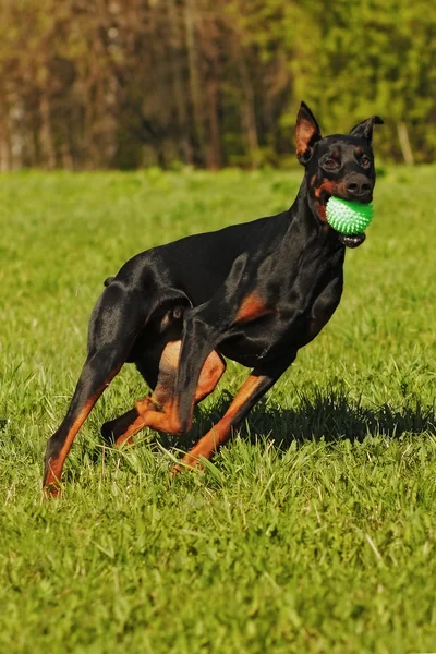 Perro Doberman negro en un día de verano jugando pelota — Foto de Stock