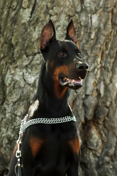 Cría de perros Doberman primer plano — Foto de Stock