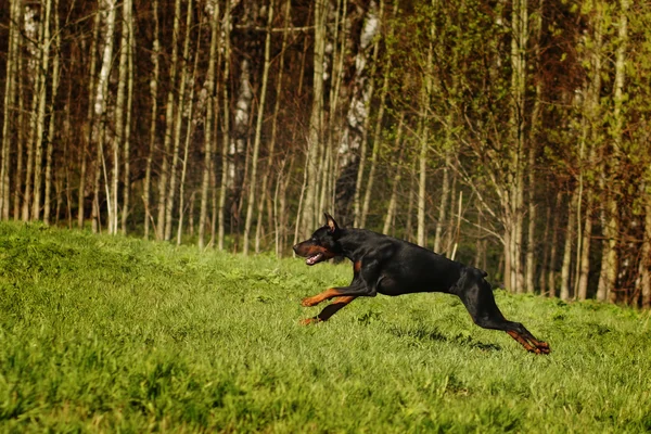 Negro Doberman corre galope en la colina — Foto de Stock