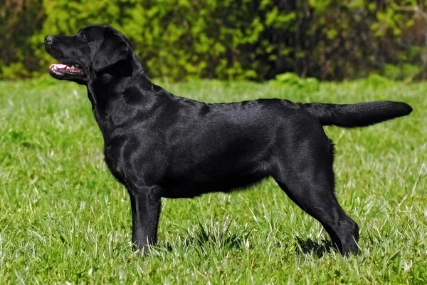 Labrador Retriever de pie en la posición del espectáculo — Foto de Stock