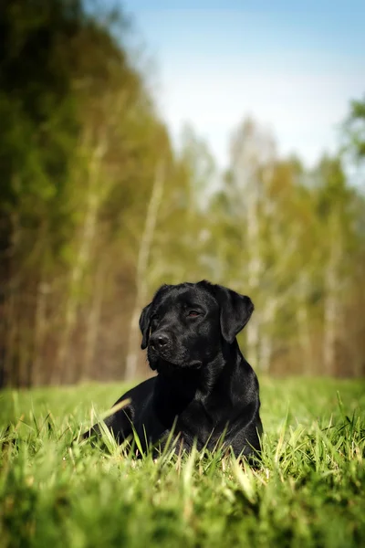 Серйозні Чорний лабрадор лежить на траві — стокове фото
