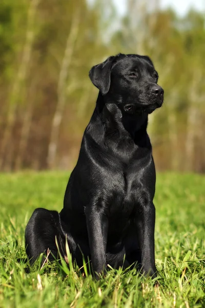 Allvarliga svart Labrador sitter på gräset — Stockfoto