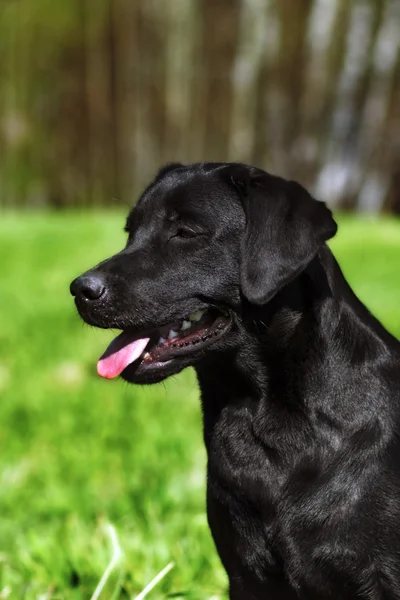 Hund svart Labrador lyser i solen — Stockfoto