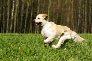mutlu köpek Golden Retriever çalıştırır