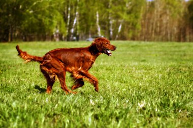 İrlandalı setter çalışan köpek