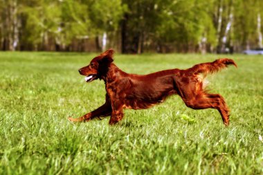 mutlu köpek İrlandalı setter atlama
