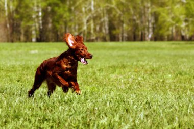 mutlu köpek İrlandalı setter çalıştıran