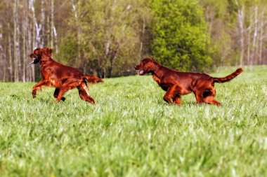 iki İrlandalı setter oyun