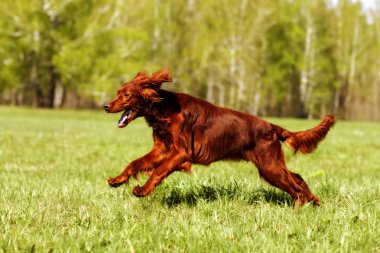İrlandalı setter çalışan köpek