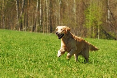 köpek Golden Retriever çalıştırır