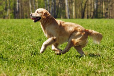 mutlu köpek Golden Retriever çalıştırır