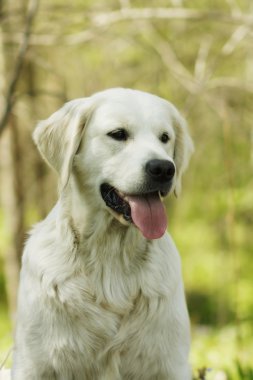 Güzel safkan köpek Golden Retriever